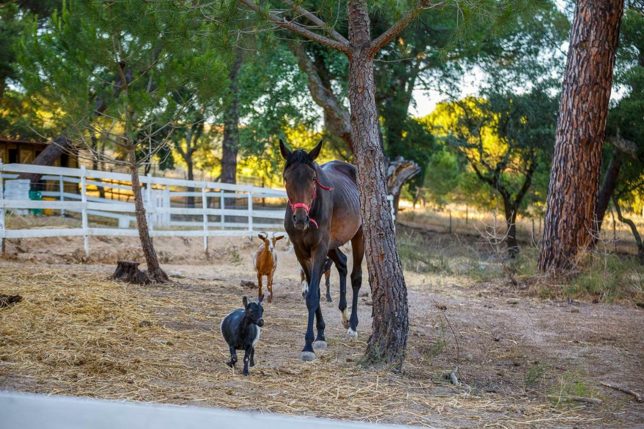 Farm stay Herdade Da Granja Nova Montargil